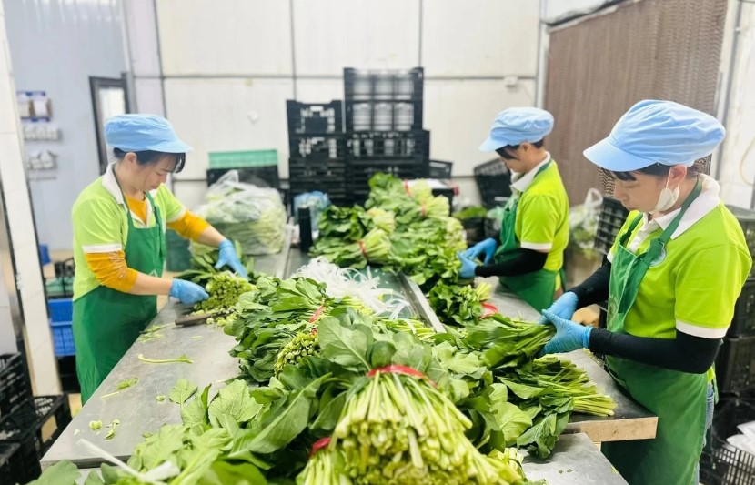 Hợp tác xã – từ ‘người bị tổn thương’ đến ‘hệ thống chống chịu’ của nền nông nghiệp